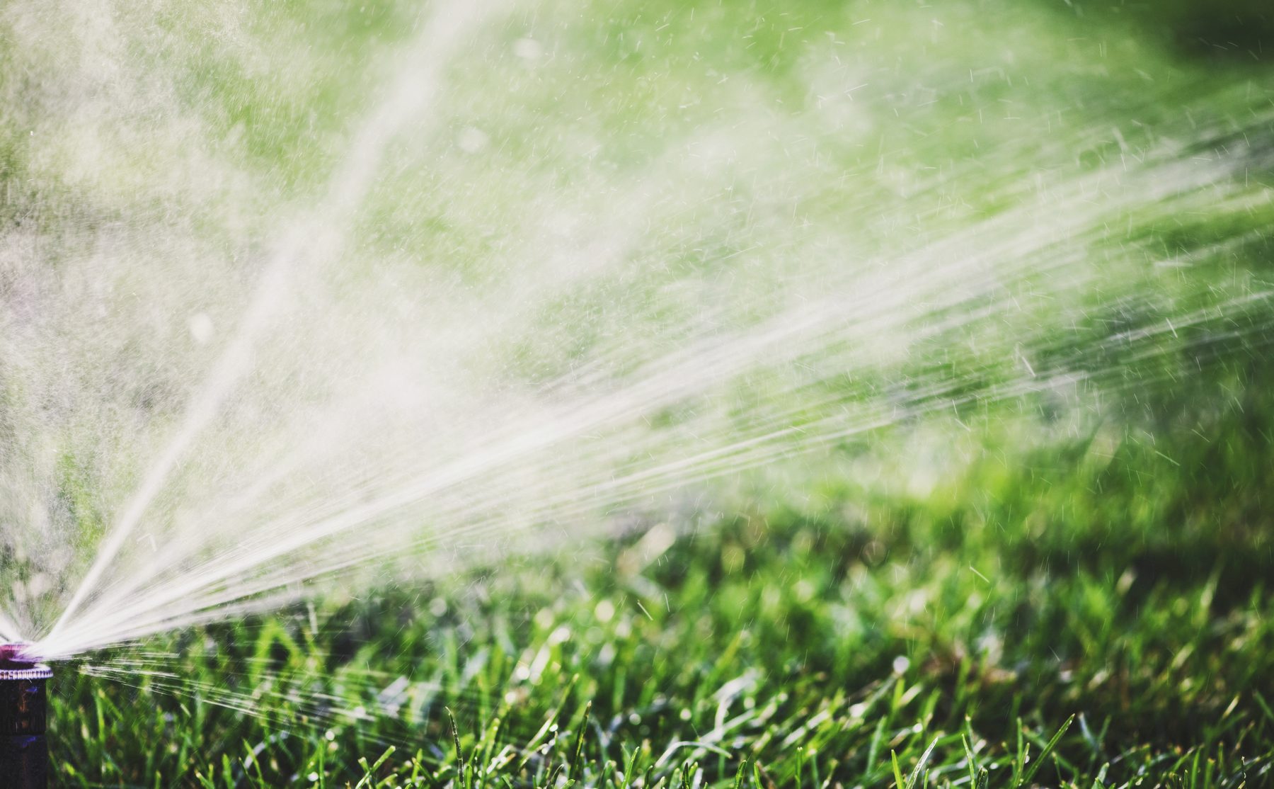 Sprinkler watering green grass