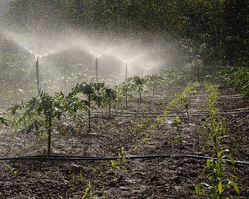 Irrigation in a commercial garden